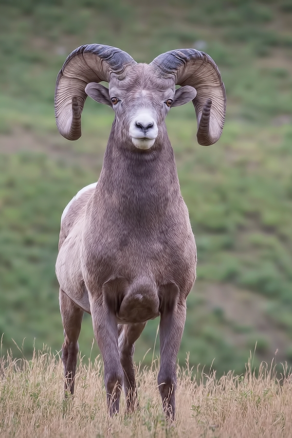 Bighorn Sheep (Male), Near Hinton, Alberta