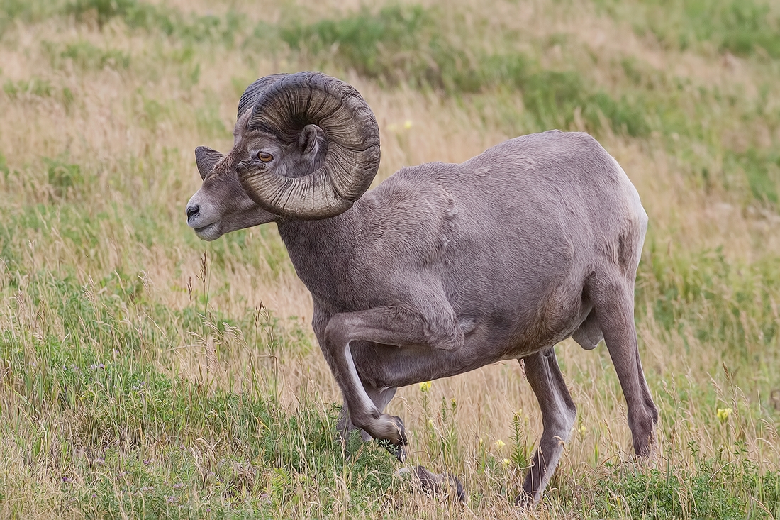 Bighorn Sheep (Male), Near Hinton, Alberta