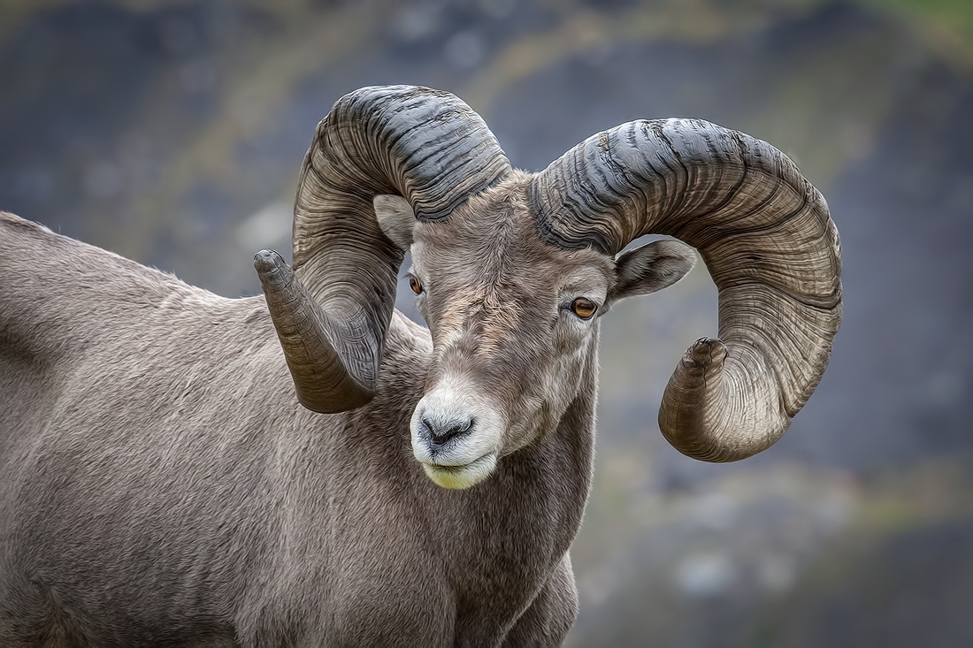 Bighorn Sheep (Male), Near Hinton, Alberta