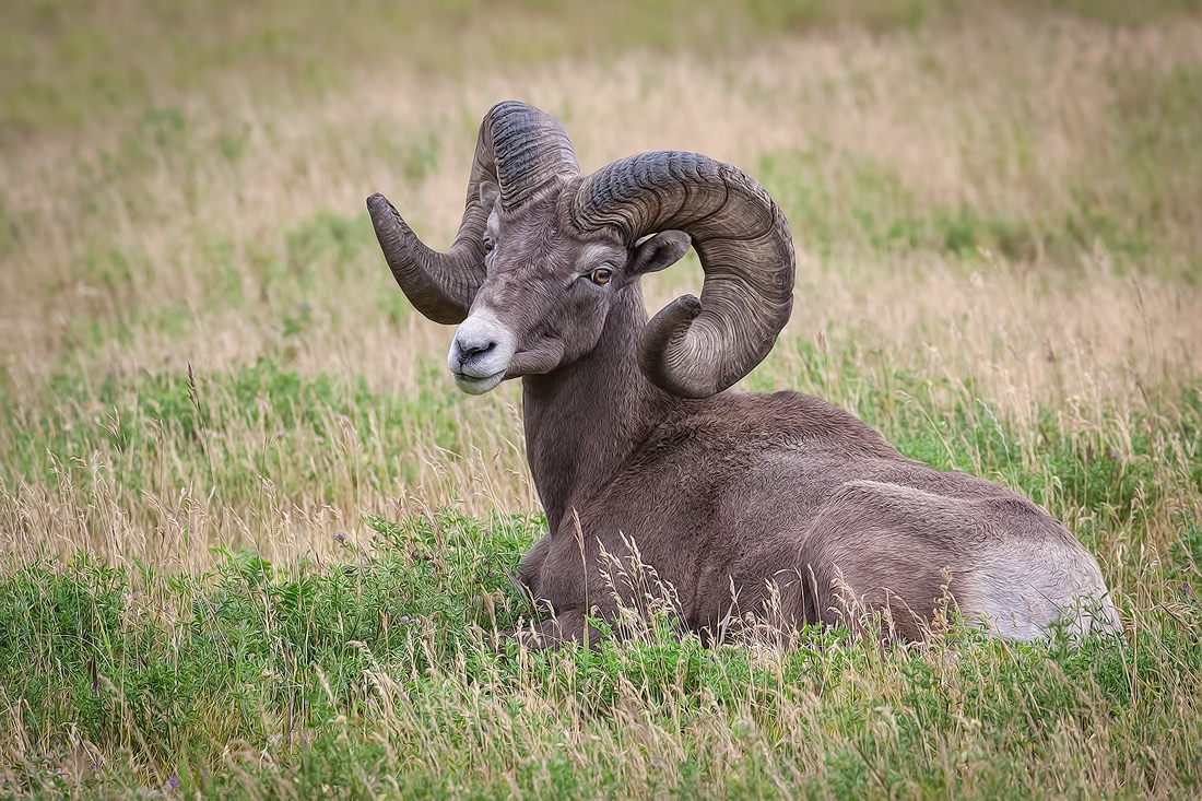 Bighorn Sheep (Male), Near Hinton, Alberta