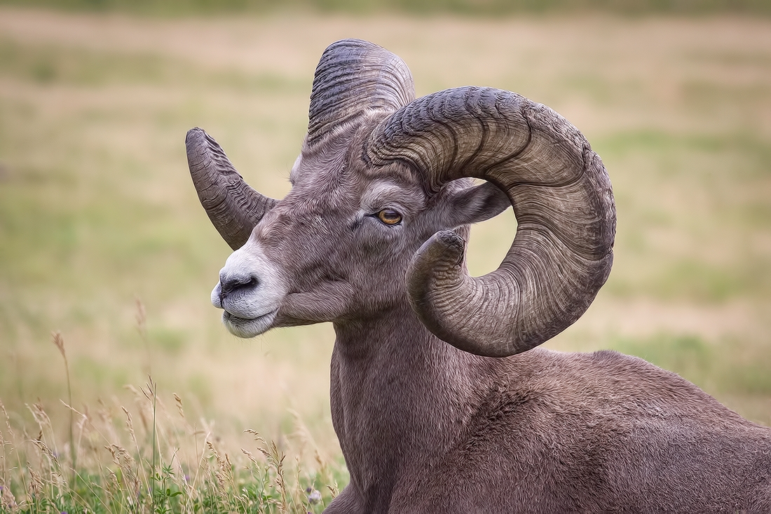 Bighorn Sheep (Male), Near Hinton, Alberta