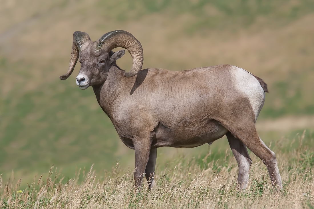 Bighorn Sheep (Male), Near Hinton, Alberta