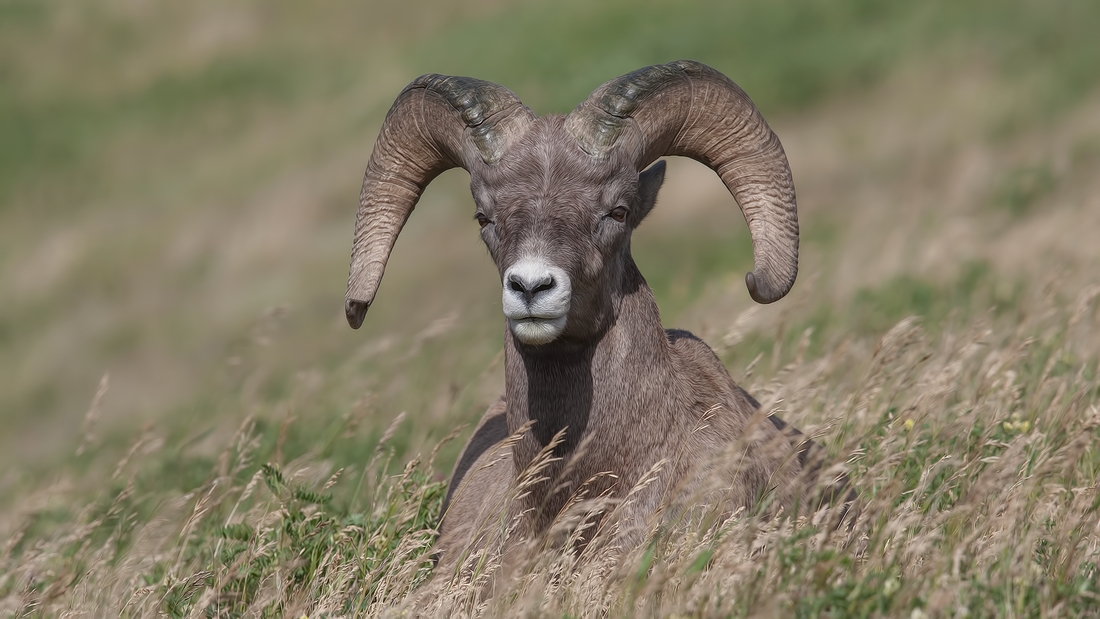 Bighorn Sheep (Male), Near Hinton, Alberta