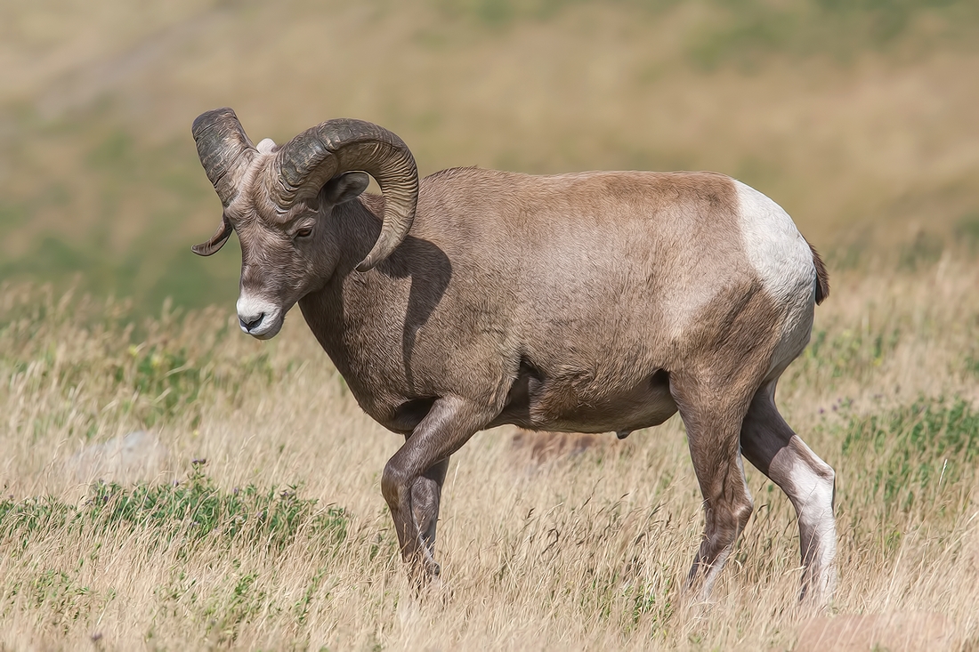 Bighorn Sheep (Male), Near Hinton, Alberta