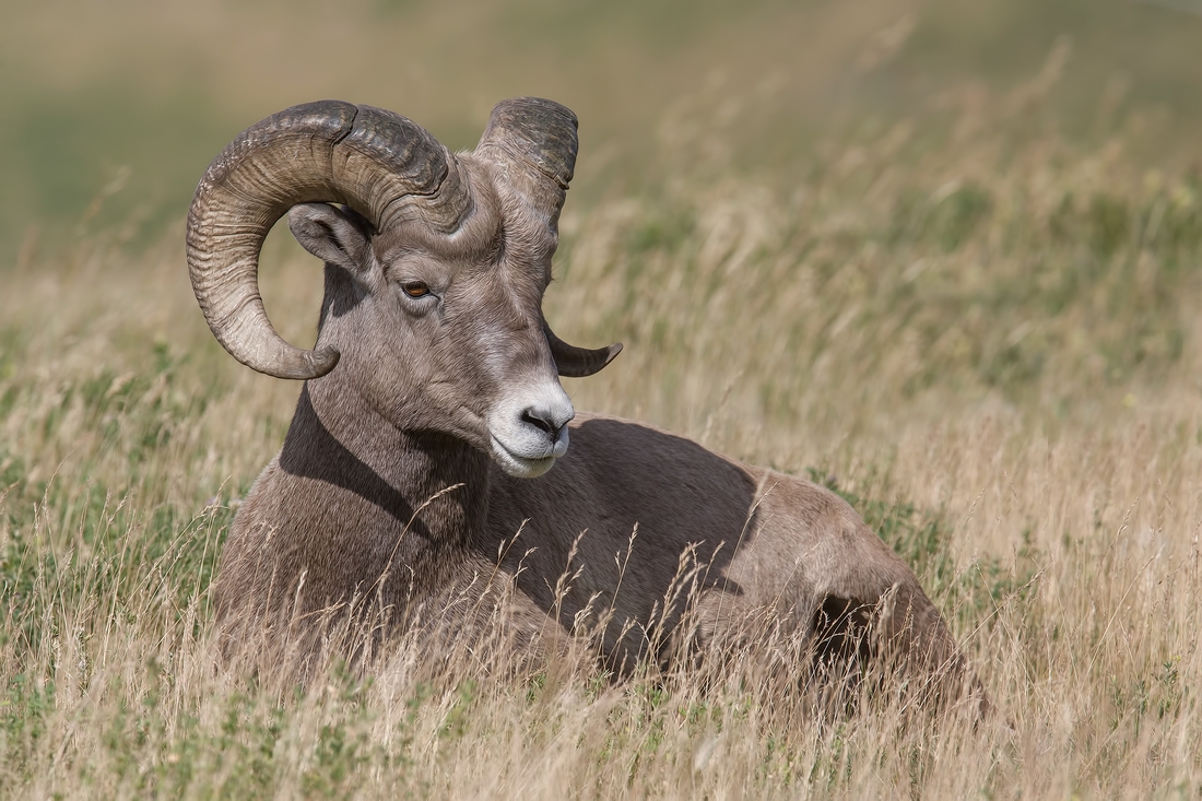 Bighorn Sheep (Male), Near Hinton, Alberta