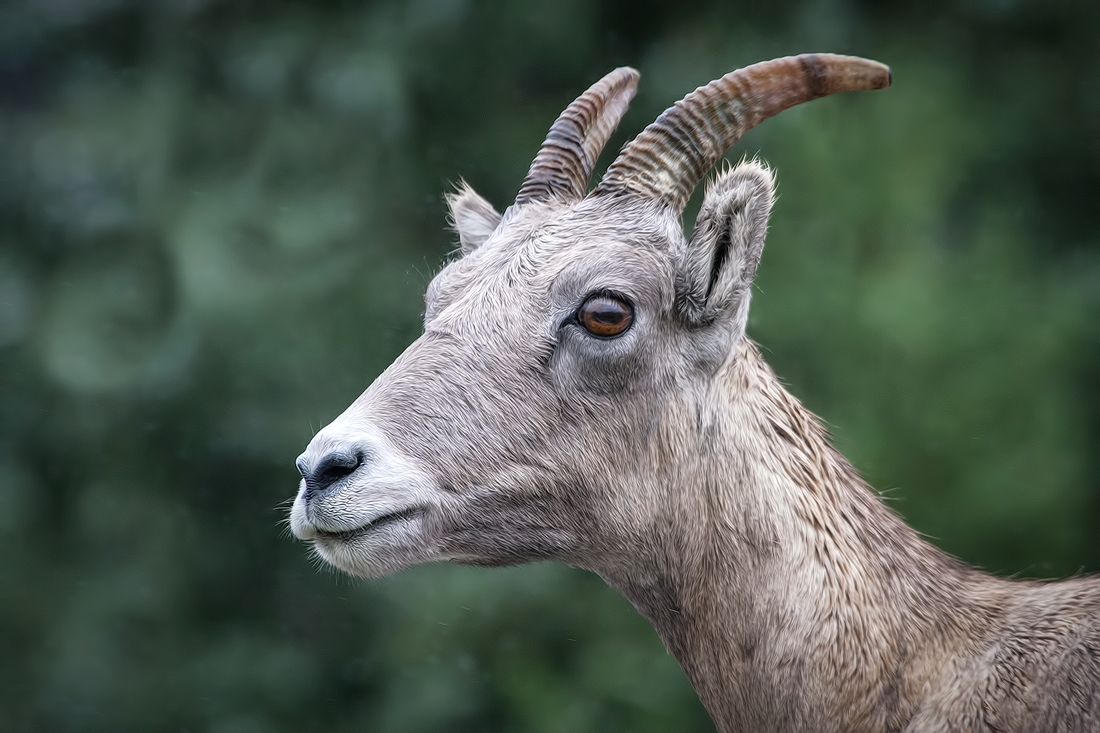 Rocky Mountain Sheep, Highwood Wildlife Sanctuary Near Storm Creek, Kananaskis Country, Alberta