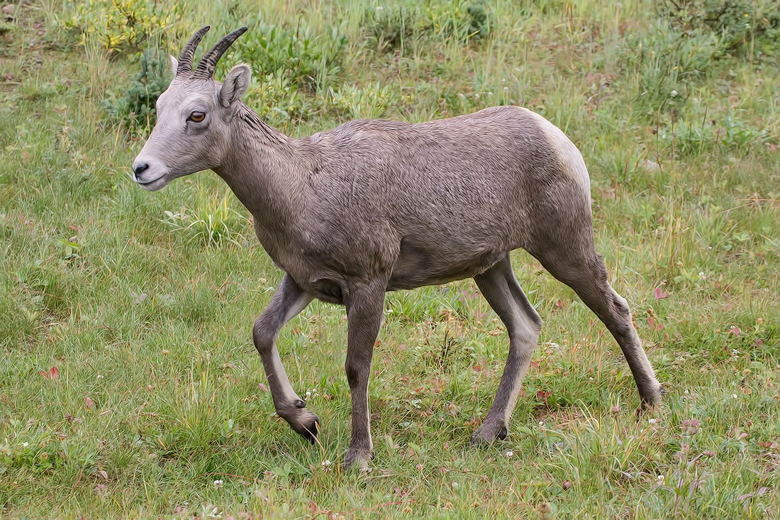 Rocky Mountain Sheep, Highwood Wildlife Sanctuary Near Storm Creek, Kananaskis Country, Alberta