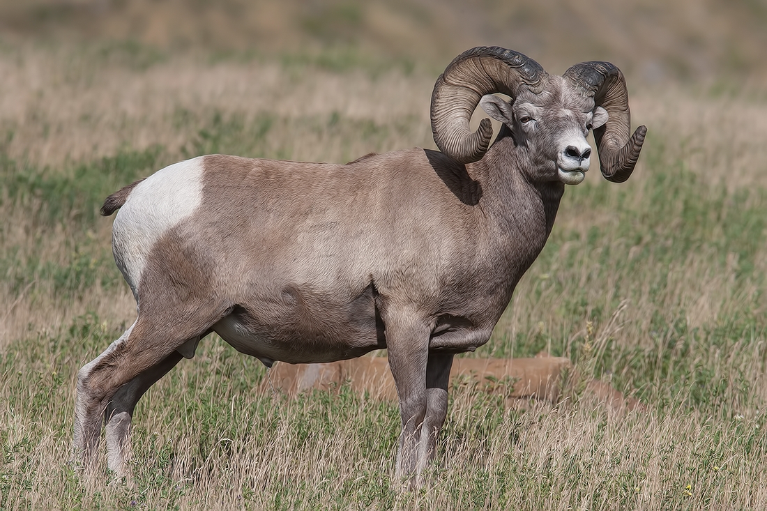 Bighorn Sheep (Male), Near Hinton, Alberta