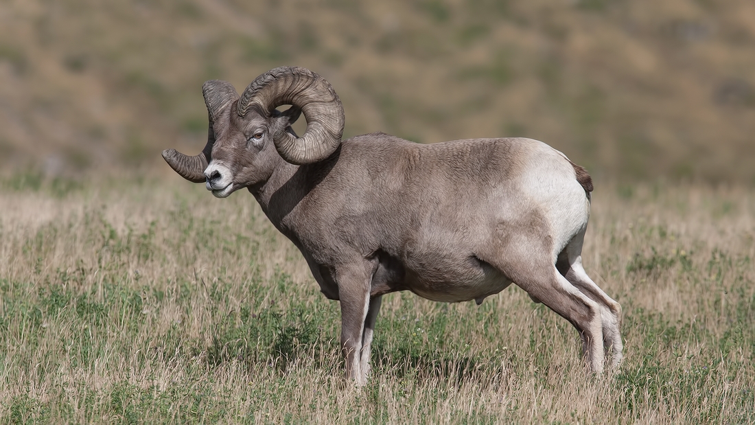 Bighorn Sheep (Male), Near Hinton, Alberta