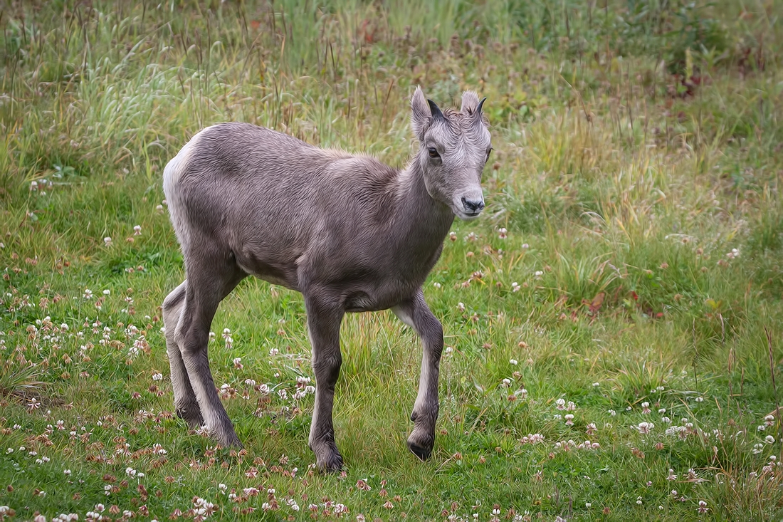 Rocky Mountain Sheep, Highwood Wildlife Sanctuary Near Storm Creek, Kananaskis Country, Alberta