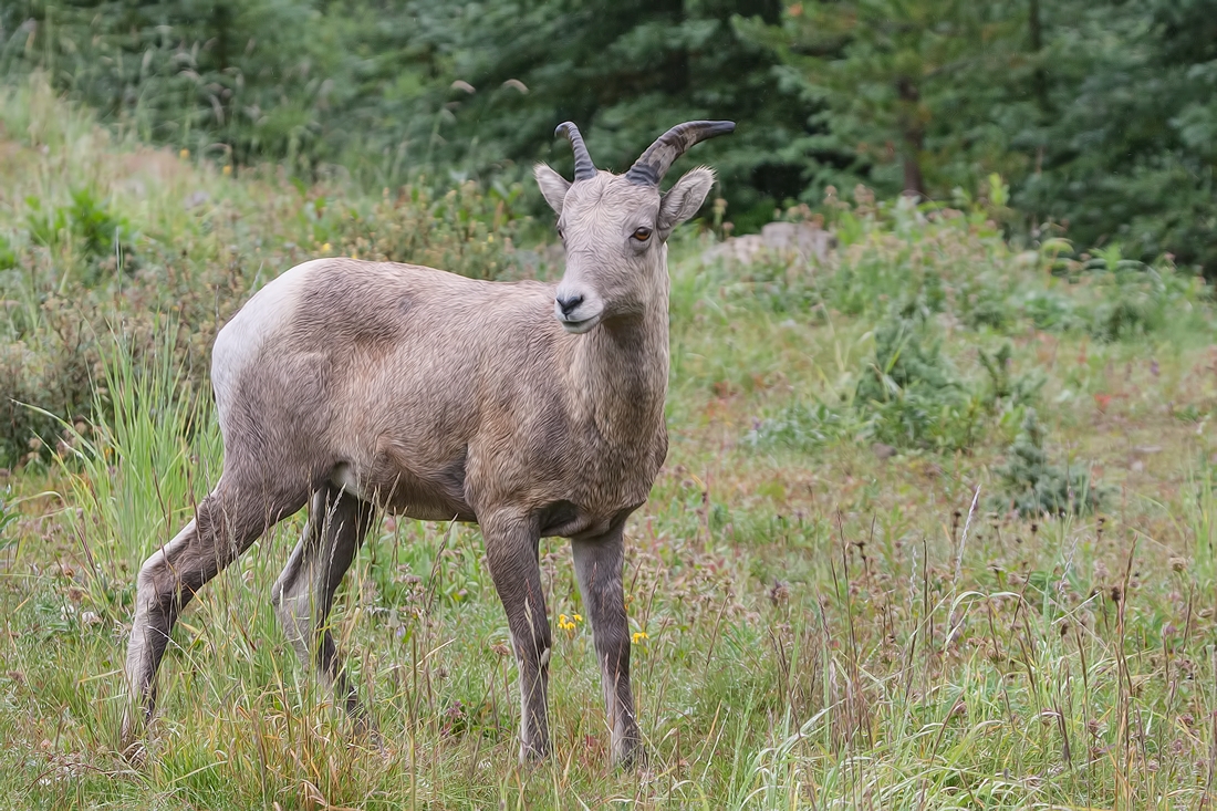 Rocky Mountain Sheep, Highwood Wildlife Sanctuary Near Storm Creek, Kananaskis Country, Alberta