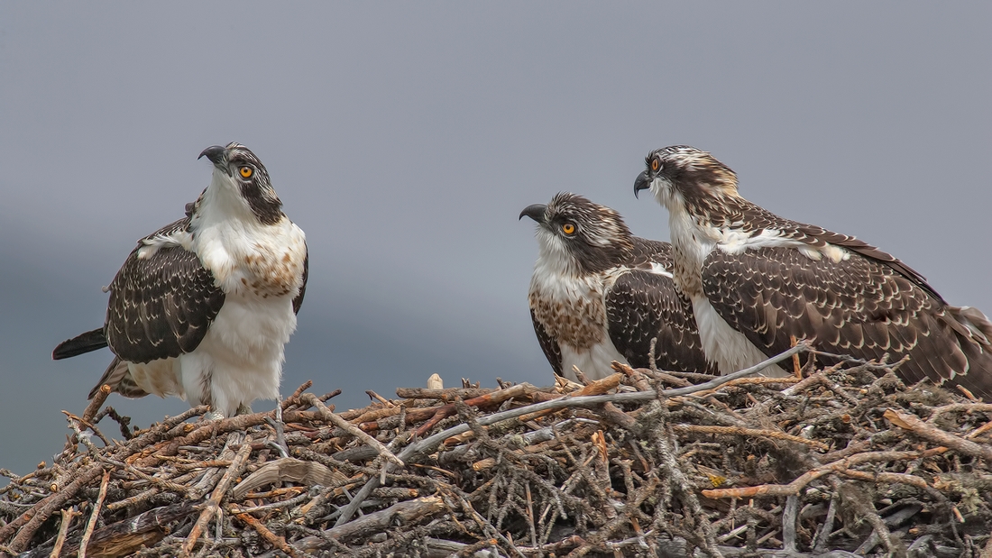 Osprey, Castle Junction, Banff National Park, Alberta