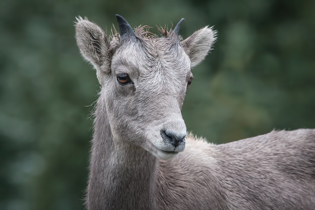 Rocky Mountain Sheep, Highwood Wildlife Sanctuary Near Storm Creek, Kananaskis Country, Alberta