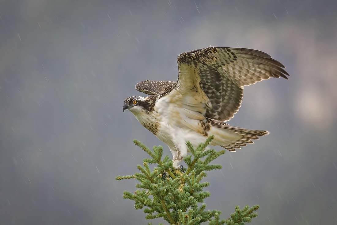 Osprey, Castle Junction, Banff National Park, Alberta