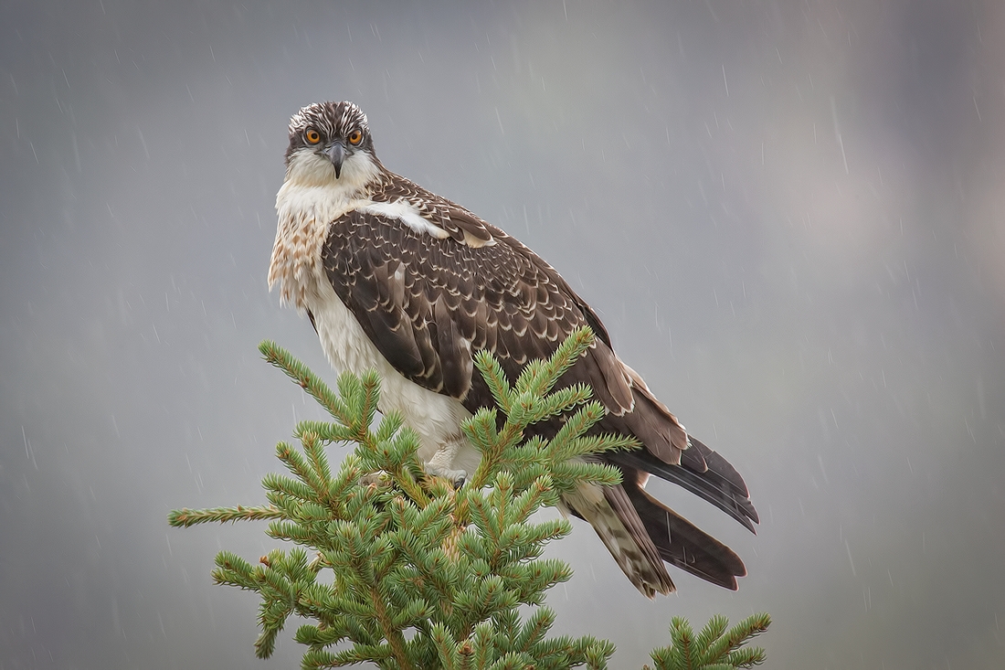 Osprey, Castle Junction, Banff National Park, Alberta