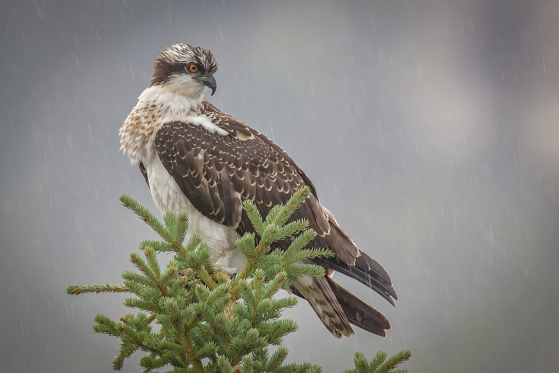 Osprey, Castle Junction, Banff National Park, Alberta