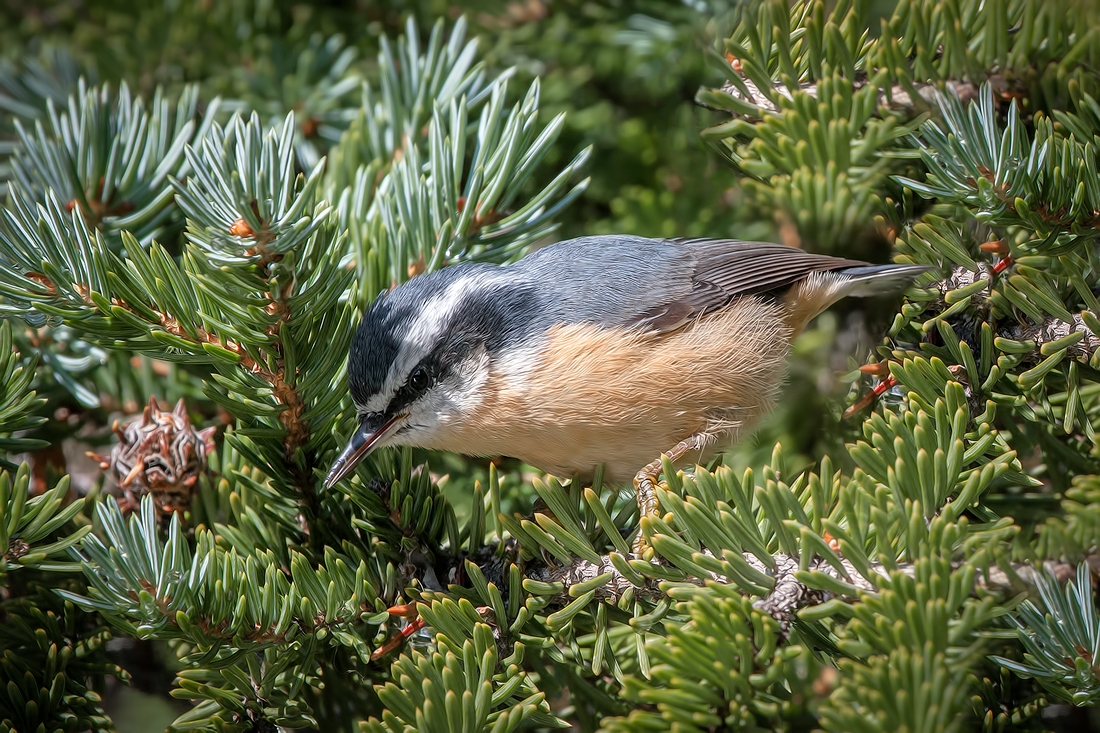 Red-Breasted Nuthatch, Cameron Lake, Waterton Lakes National Park, Alberta