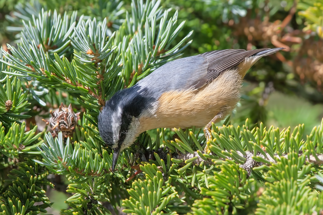 Red-Breasted Nuthatch, Cameron Lake, Waterton Lakes National Park, Alberta