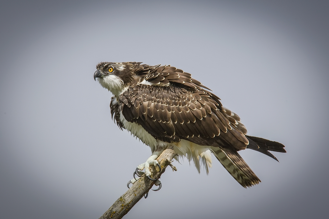 Osprey, Castle Junction, Banff National Park, Alberta