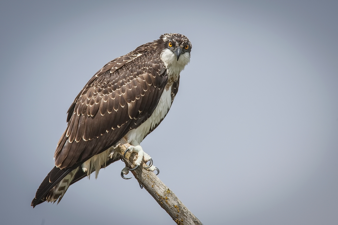 Osprey, Castle Junction, Banff National Park, Alberta