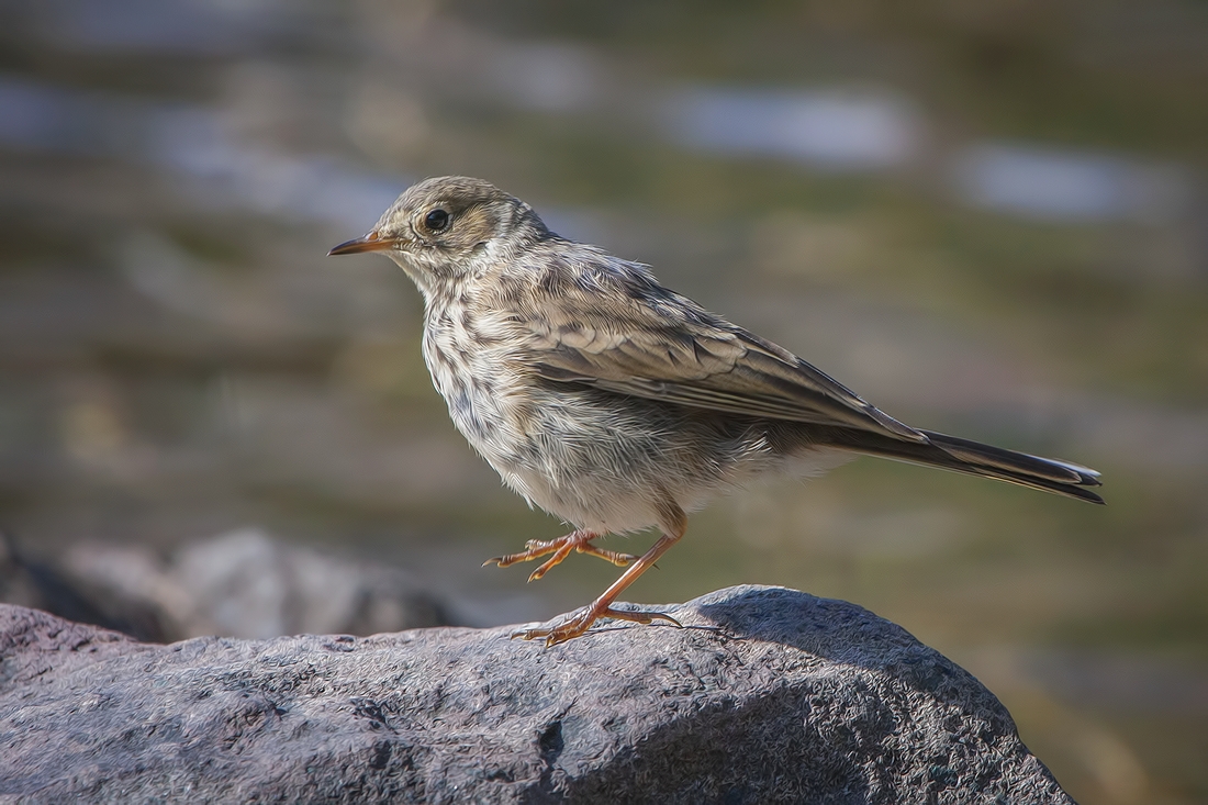 American Pipit (Juvenile), Cameron Lake, Waterton Lakes National Park, Alberta