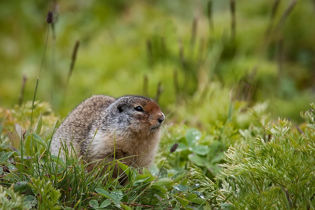 Columbian Ground Squirrel, Sunshine Meadows Near Larynx Lake, Banff National Park, Alberta