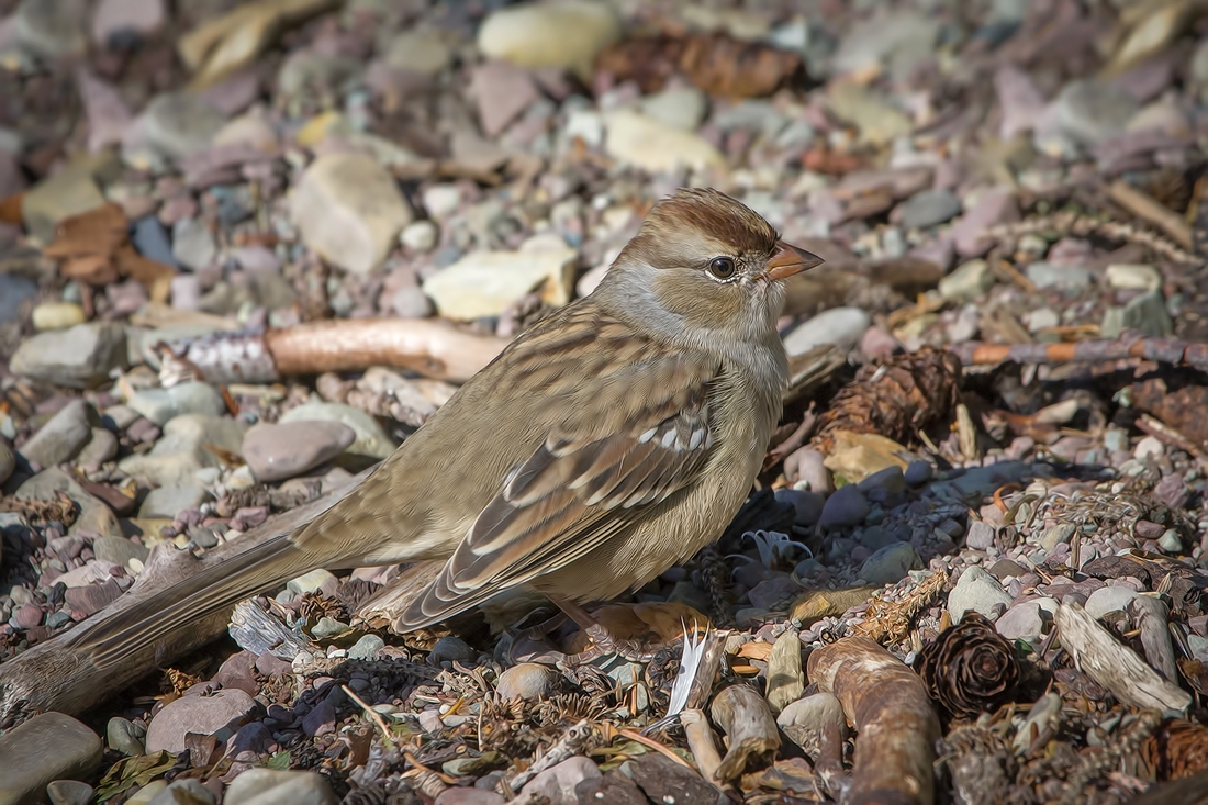 Brewer's Sparrow, Cameron Lake, Waterton Lakes National Park, Alberta