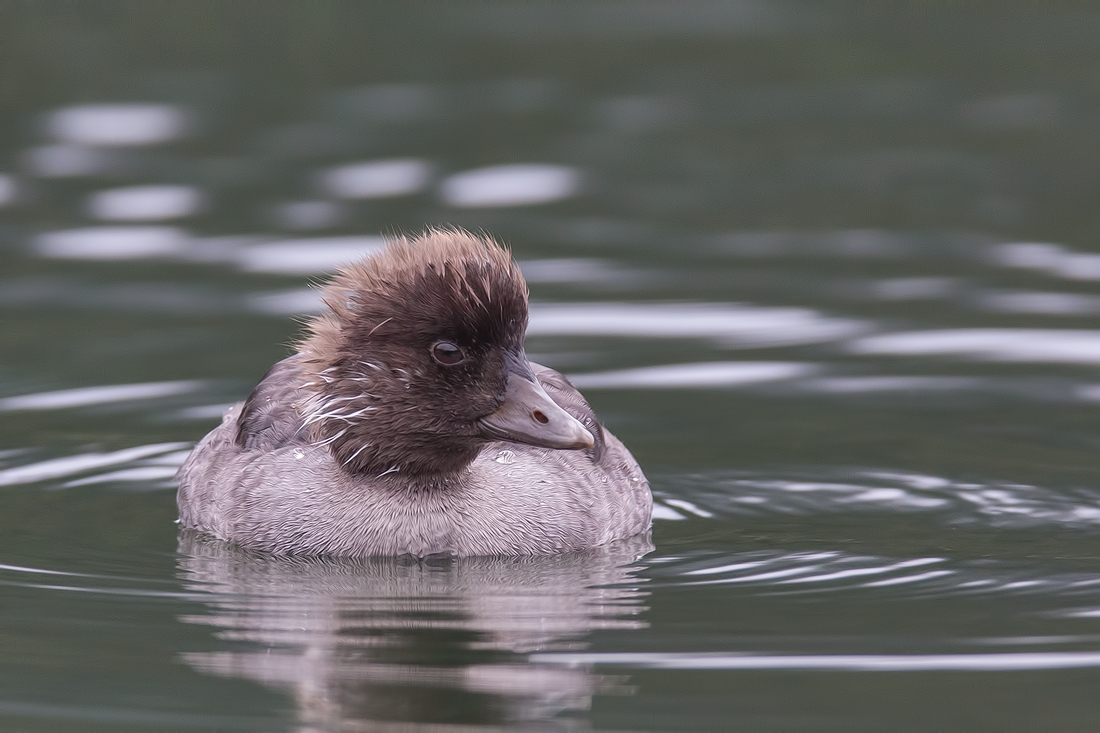 Common Goldeneye (Juvenile), Cameron Lake, Waterton Lakes National Park, Alberta