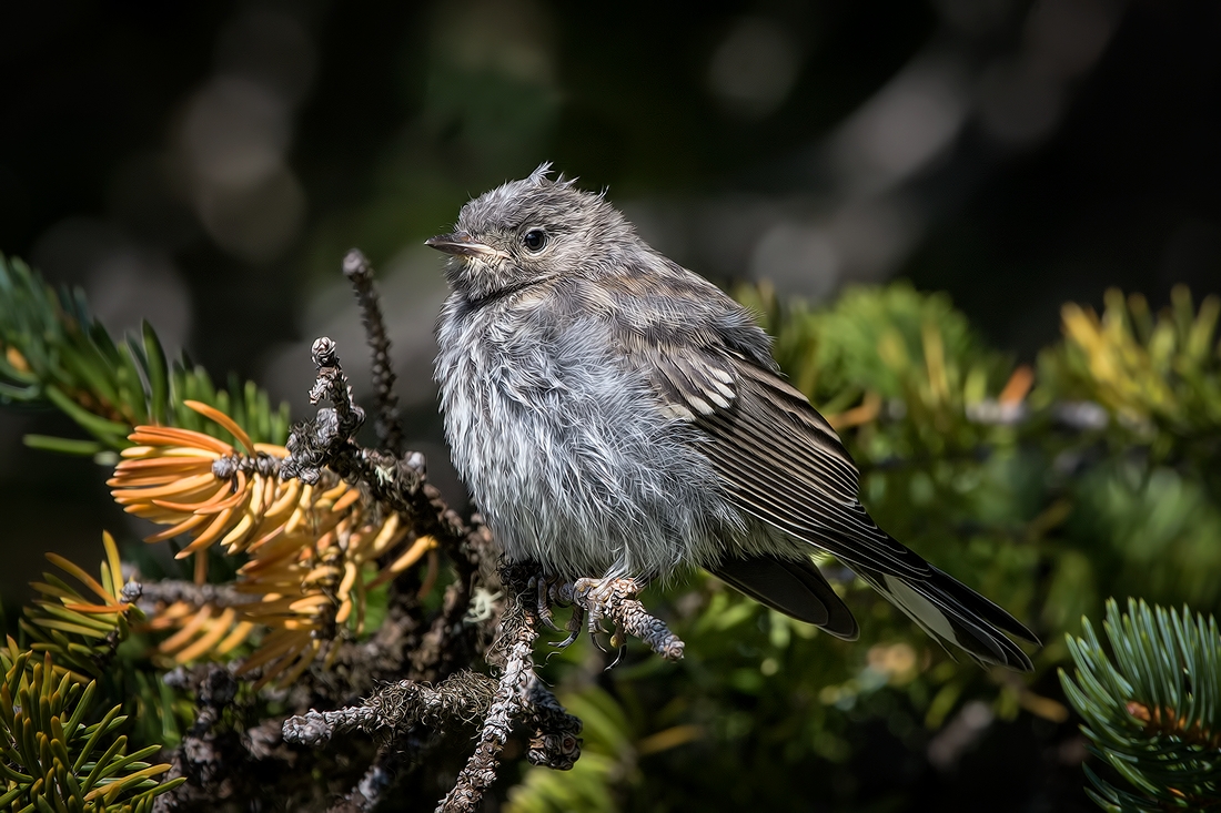 Blue-Gray Gnatcatcher (Juvenile), Cameron Lake, Waterton Lakes National Park, Alberta