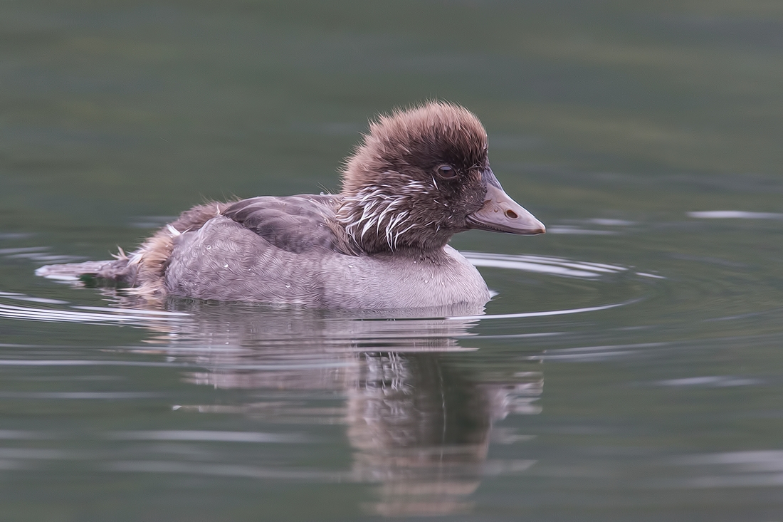 Common Goldeneye (Juvenile), Cameron Lake, Waterton Lakes National Park, Alberta