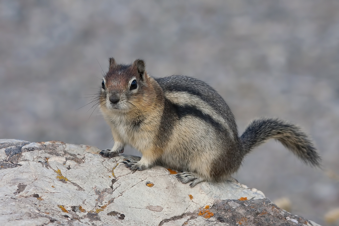 Golden-Mantled Ground Squirrel, Red Rock Canyon, Waterton Lakes National Park, Alberta