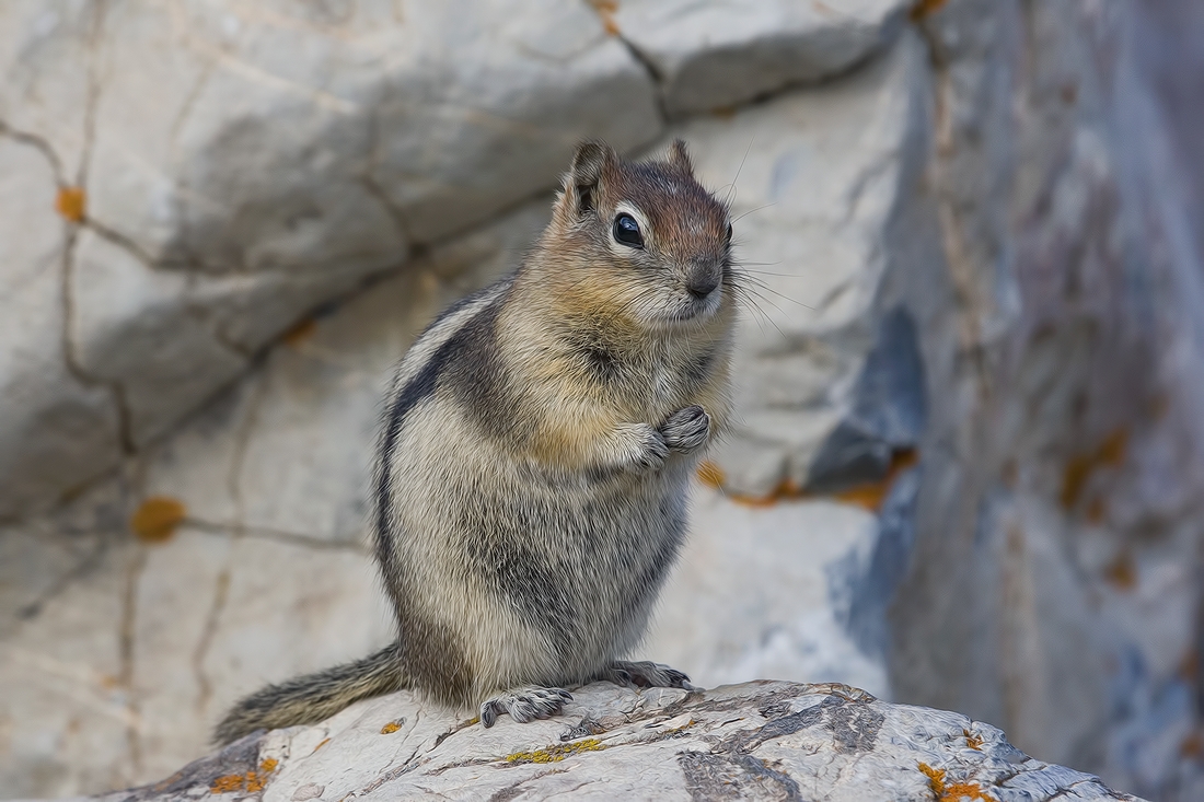 Golden-Mantled Ground Squirrel, Red Rock Canyon, Waterton Lakes National Park, Alberta