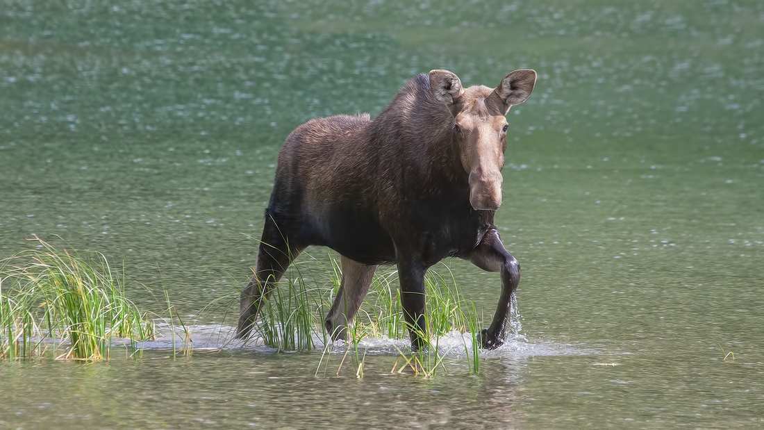 Moose (Female), Akamina Lake, Waterton Lakes National Park, Alberta