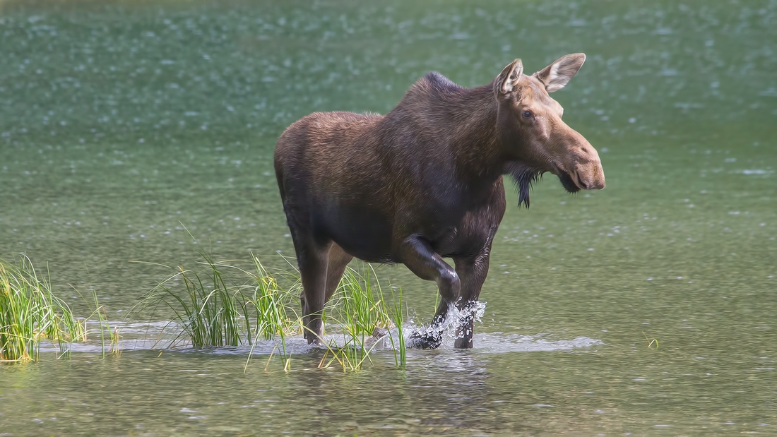 Moose (Female), Akamina Lake, Waterton Lakes National Park, Alberta