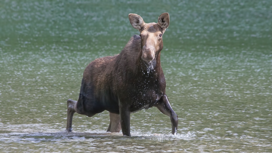 Moose (Female), Akamina Lake, Waterton Lakes National Park, Alberta