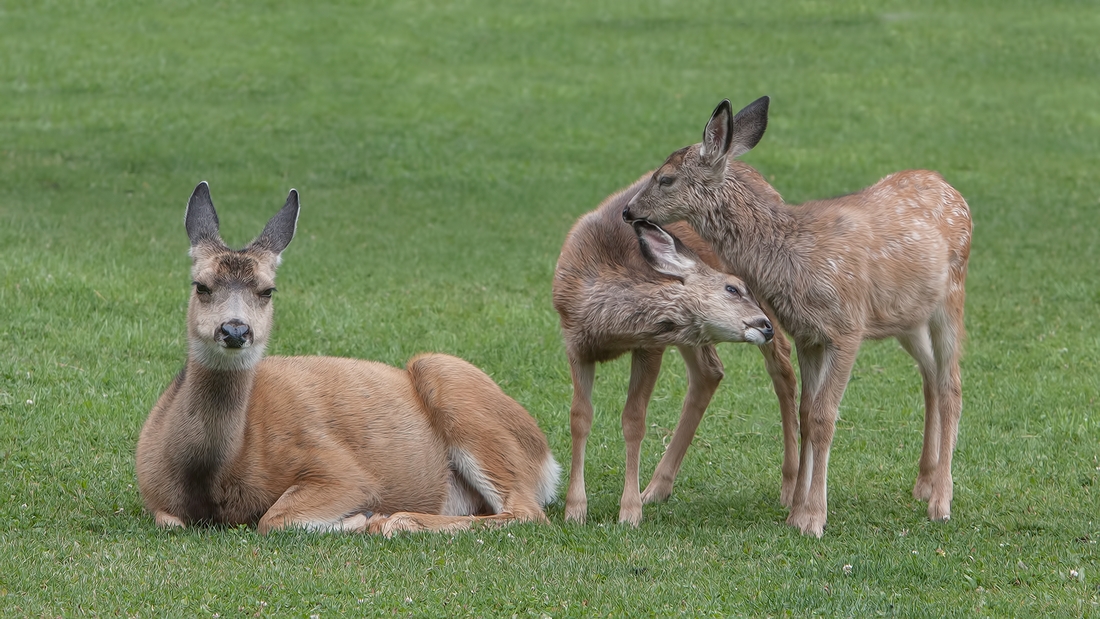 Mule Deer (Female With Young), Waterton, Alberta