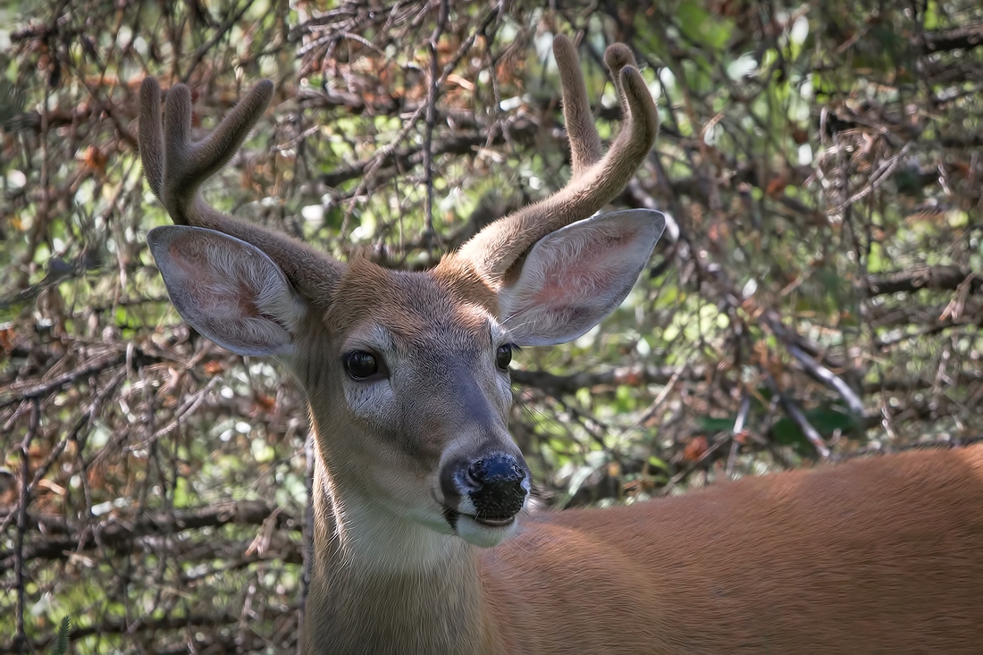 White-Tailed Deer (Male), Akamina Lake, Waterton Lakes National Park, Alberta