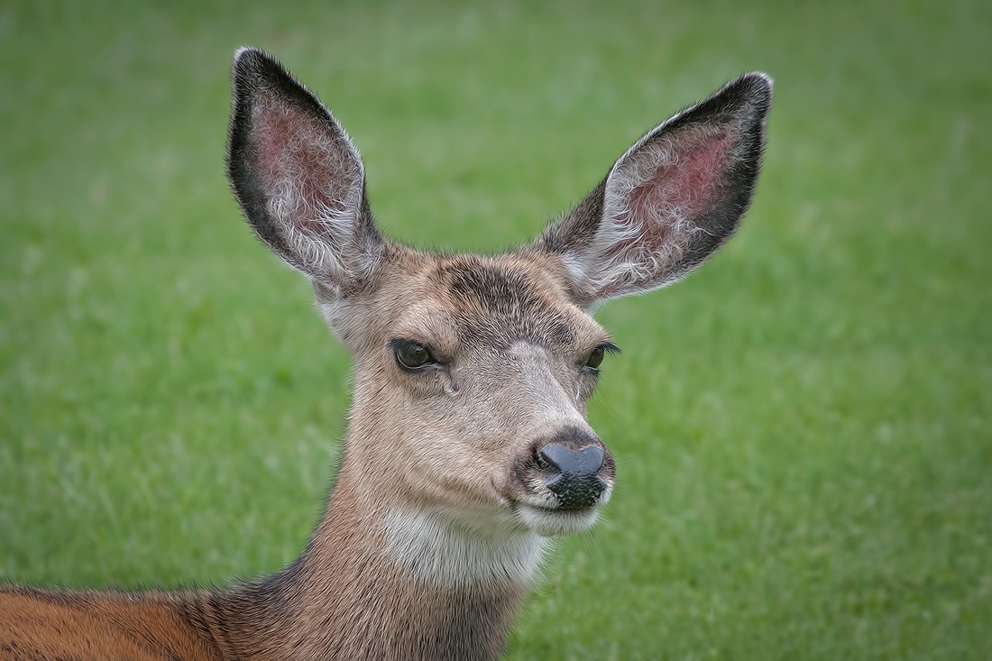 Mule Deer (Female), Waterton, Alberta