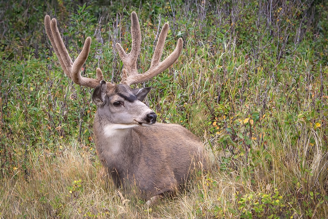 Mule Deer (Male), Waterton, Alberta