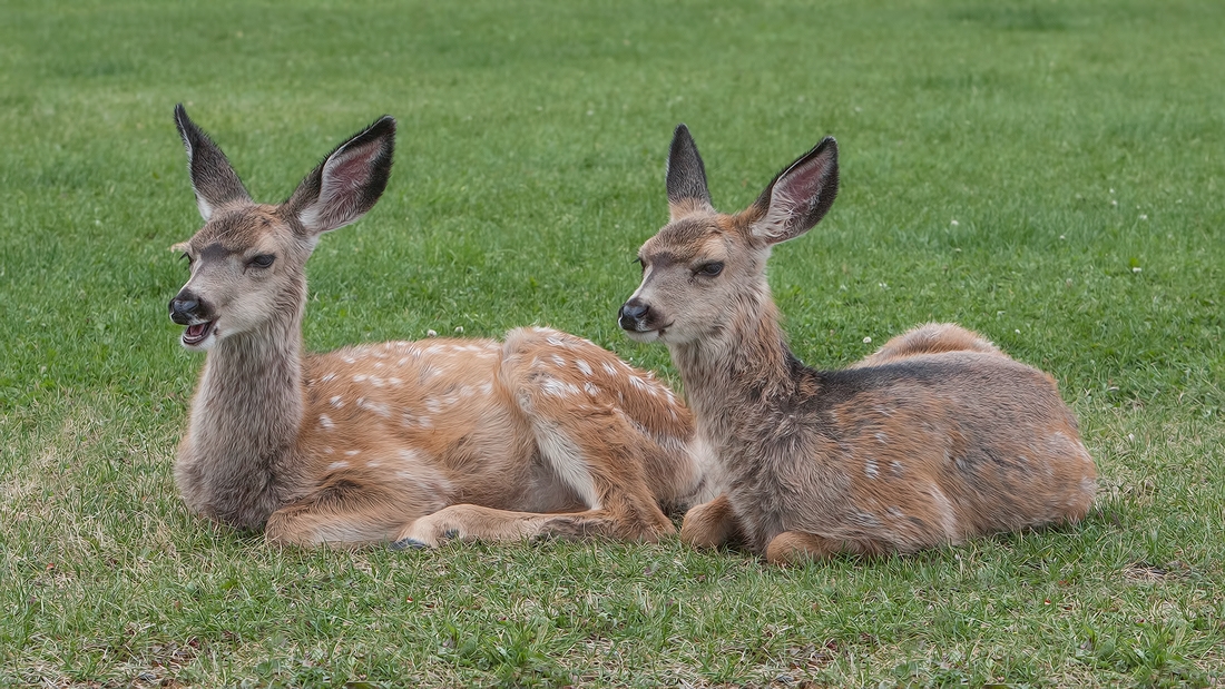 Mule Deer (Juvenile), Waterton, Alberta