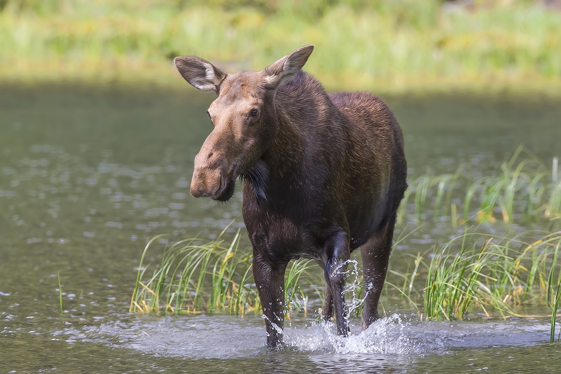 Moose (Female), Akamina Lake, Waterton Lakes National Park, Alberta