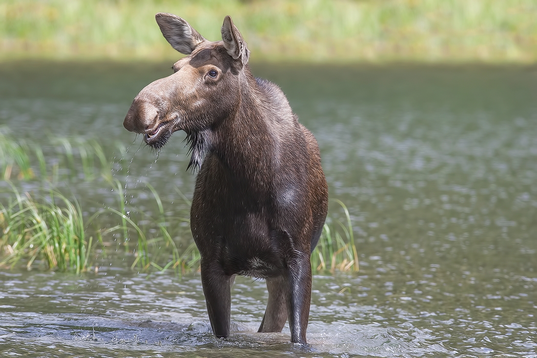 Moose (Female), Akamina Lake, Waterton Lakes National Park, Alberta