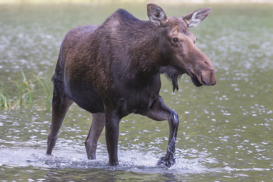 Moose (Female), Akamina Lake, Waterton Lakes National Park, Alberta