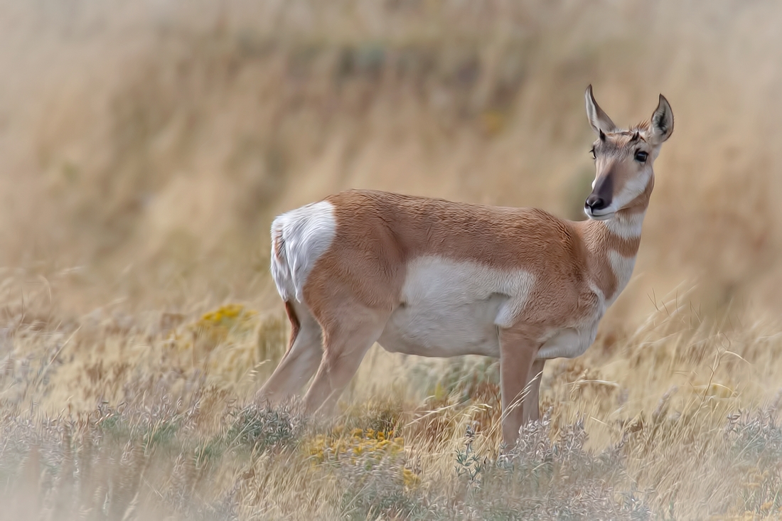 Pronghorn (Female), Blacktail Butte, Grand Teton National Park, Wyoming