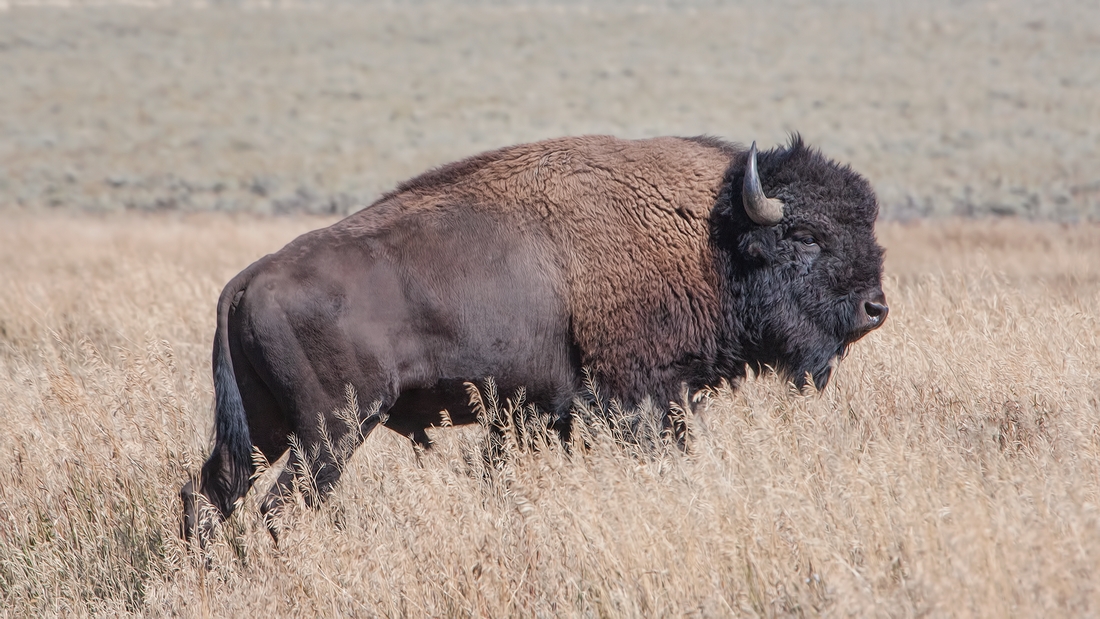 Plains Bison (Male), Mormon Row, Grand Teton National Park, Wyoming