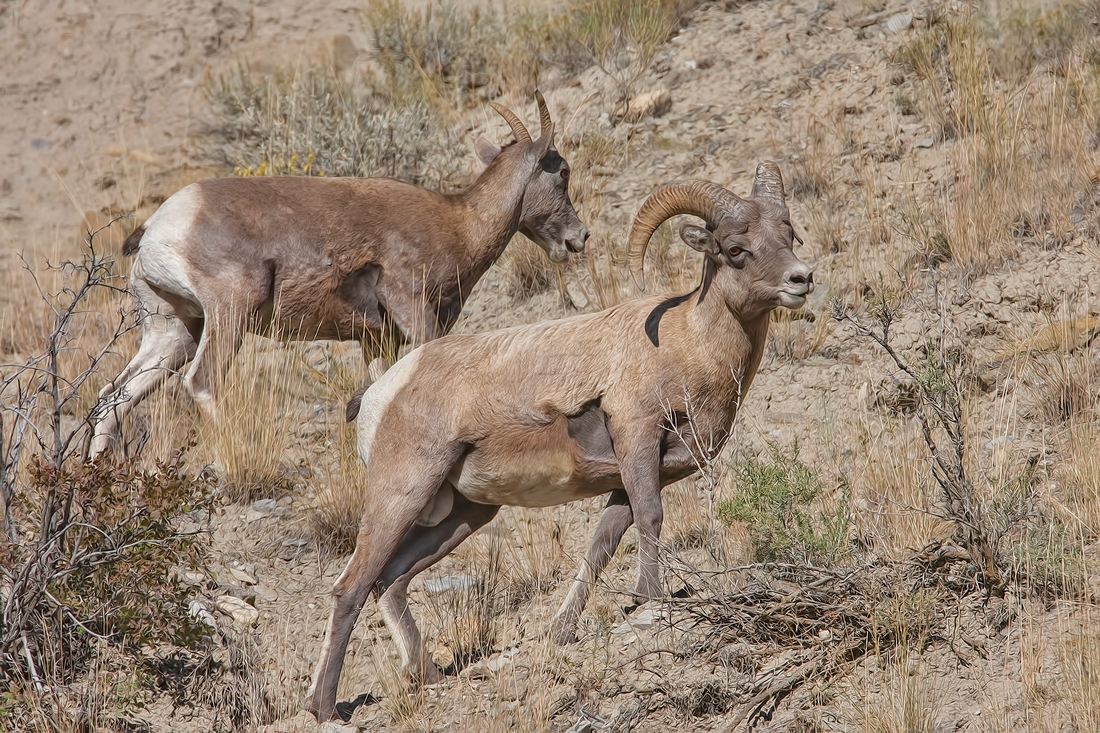 Bighorn Sheep (Ram and Ewe), North Entrance Cliffs, Yellowstone National Park, Wyoming