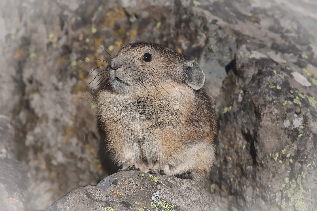 Pika, Sheepeater Cliffs, Yellowstone National Park, Wyoming