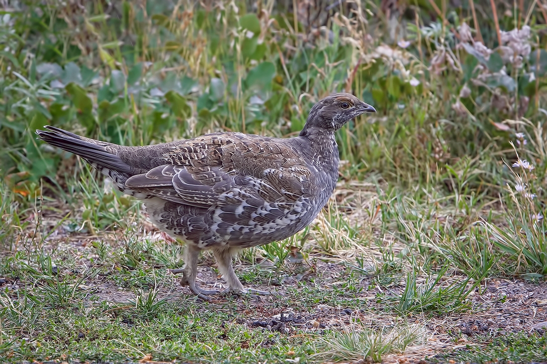 Blue Grouse, Signal Mountain, Grand Teton National Park, Wyoming