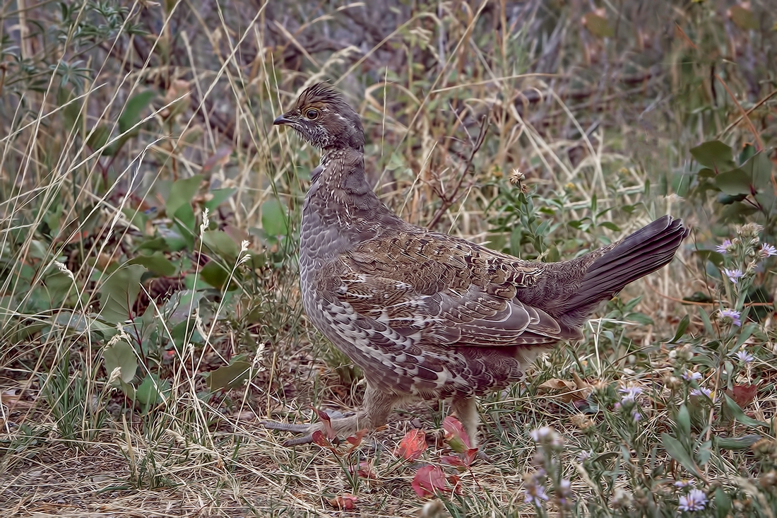 Blue Grouse, Signal Mountain, Grand Teton National Park, Wyoming