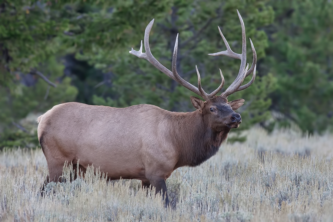 Elk (Male), North Jenny Lake Road, Grand Teton National Park, Wyoming